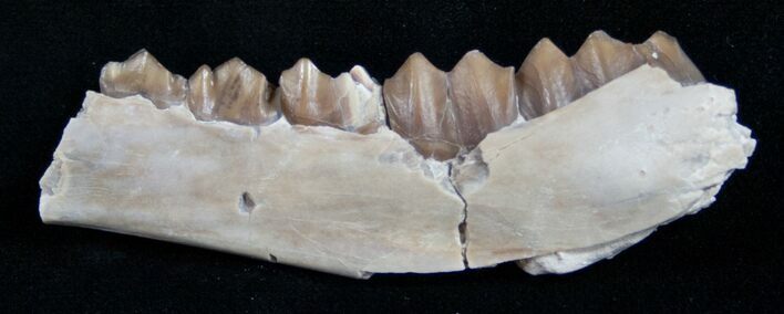 Oligocene Camel (Poebrotherium) Jaw Section #9445